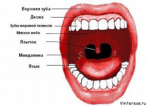 Заболевание рожа